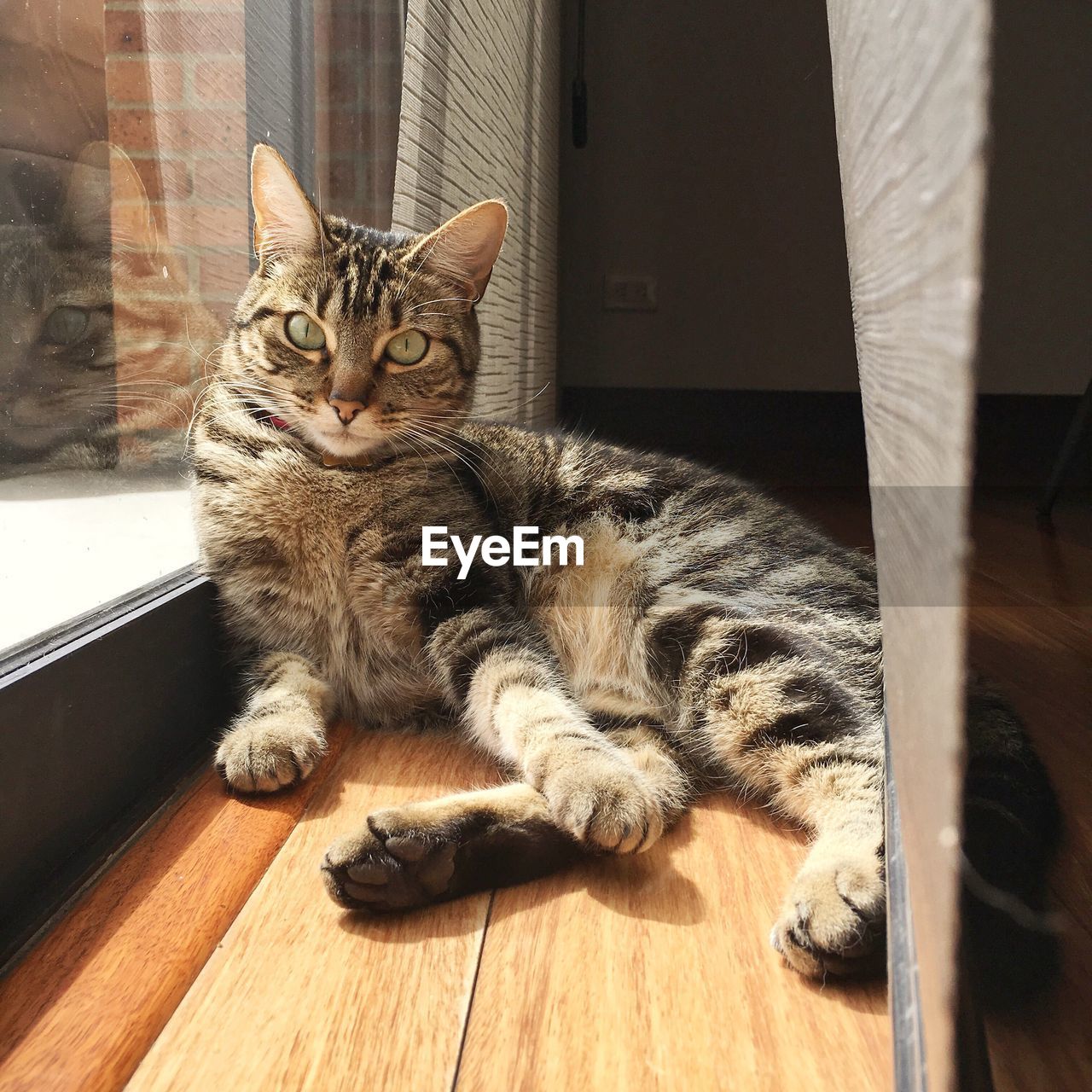 Portrait of cat sitting on floor