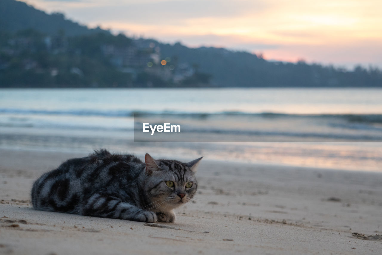 Cat relaxing on the beach