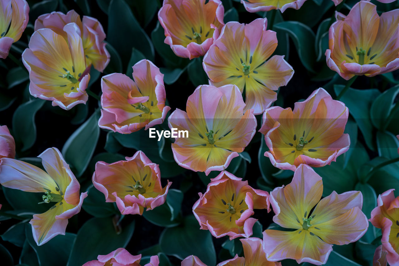 CLOSE-UP OF FLOWERING PLANTS