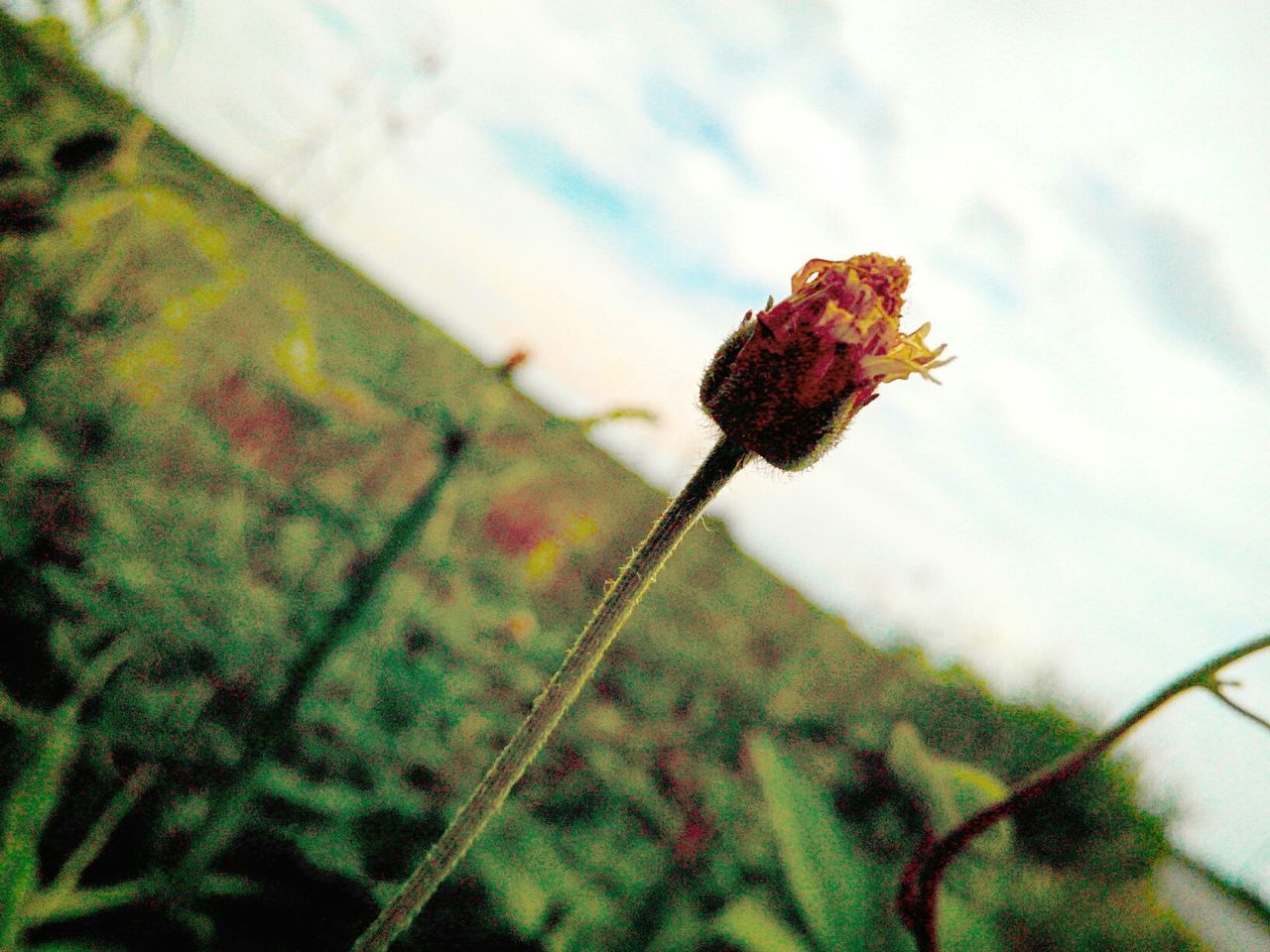CLOSE-UP OF WILTED FLOWERS AGAINST SKY