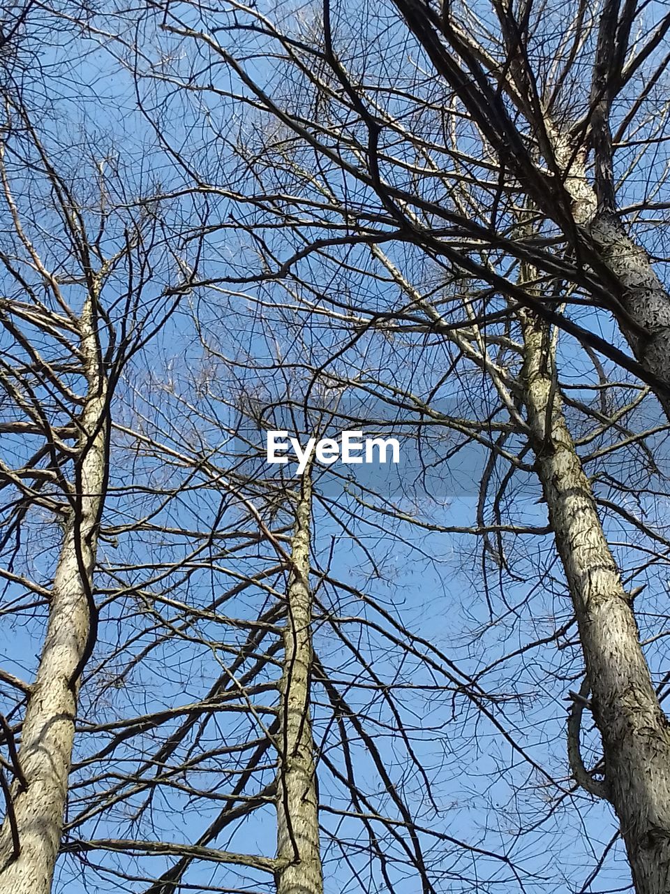 LOW ANGLE VIEW OF BARE TREES AGAINST SKY