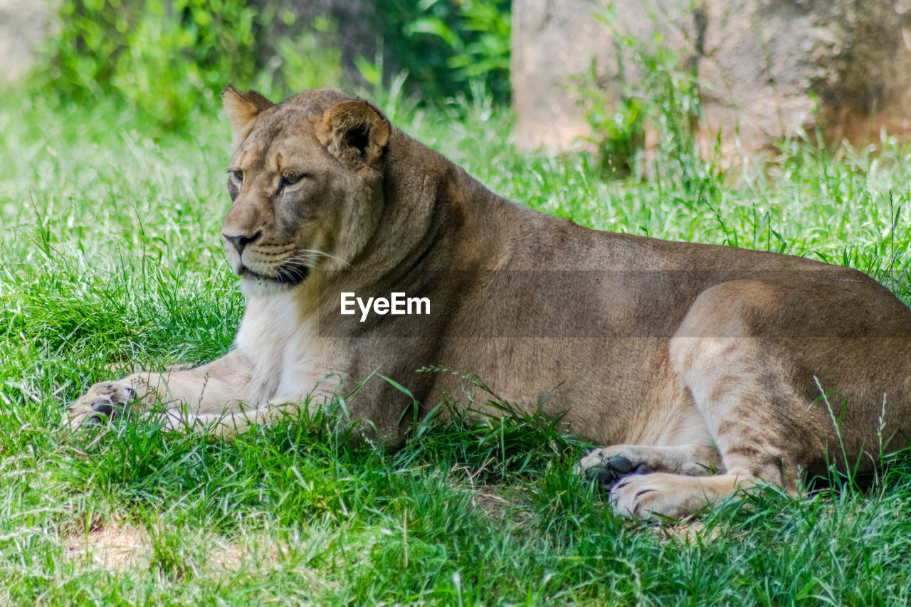 TIGER LYING ON GRASS