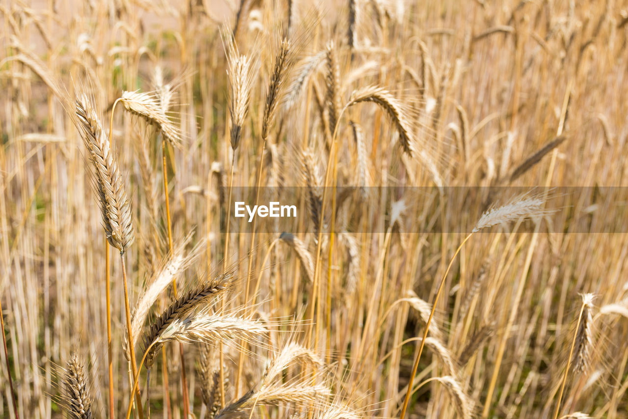 Wonderful field of yellow wheat ears ready to be harvested in summer