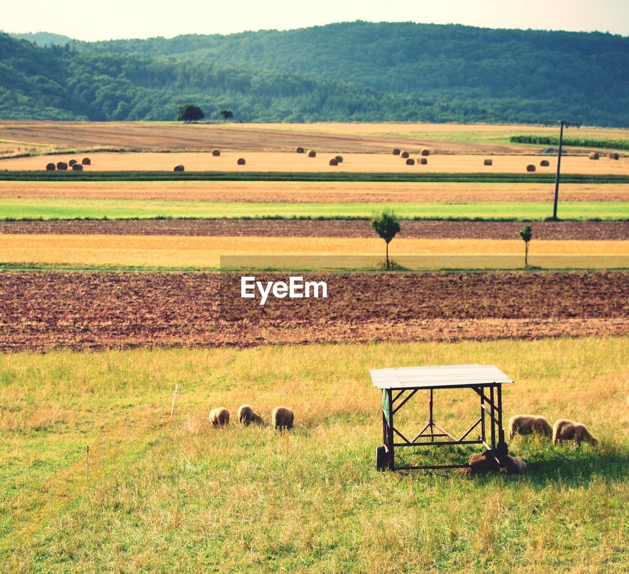 SCENIC VIEW OF FARMS