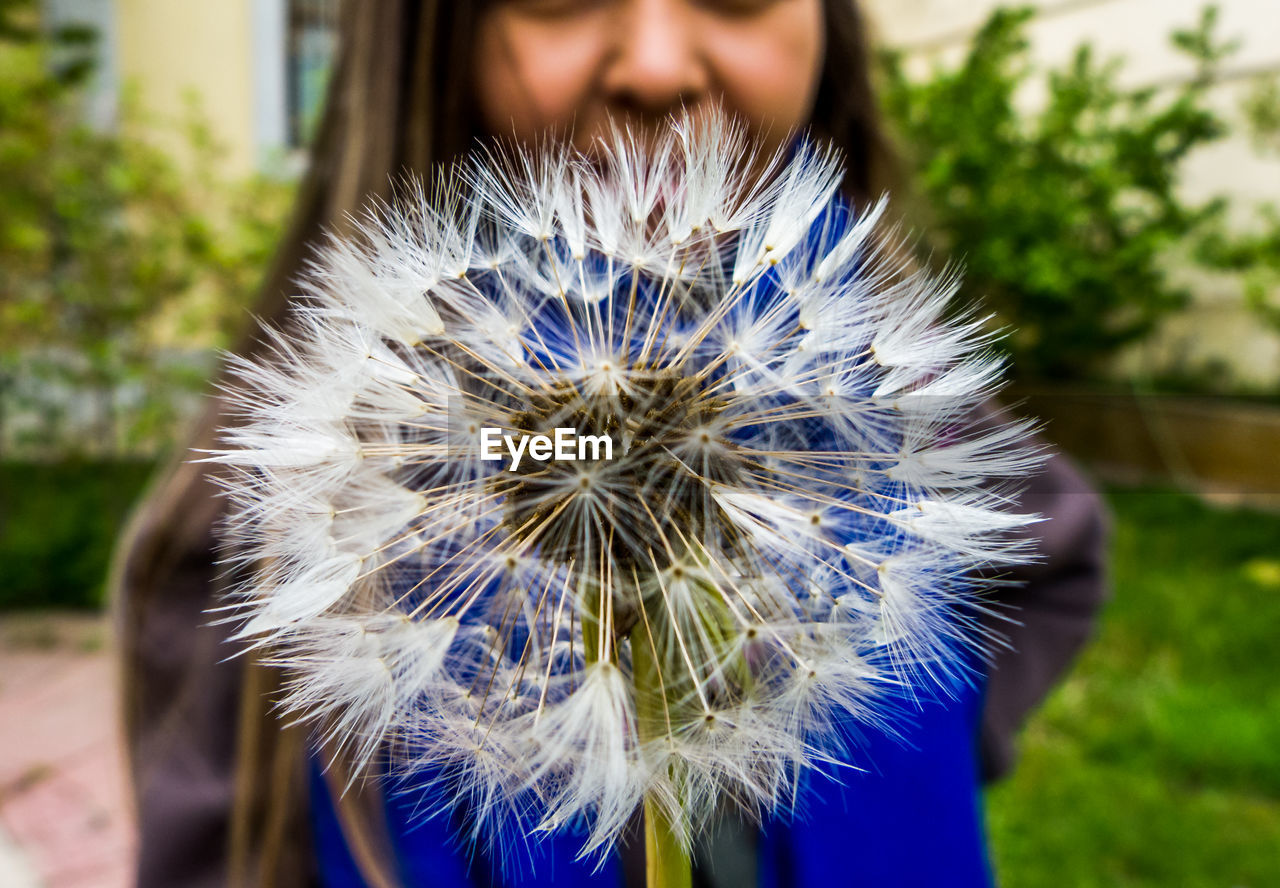 Midsection of woman with dandelion flower