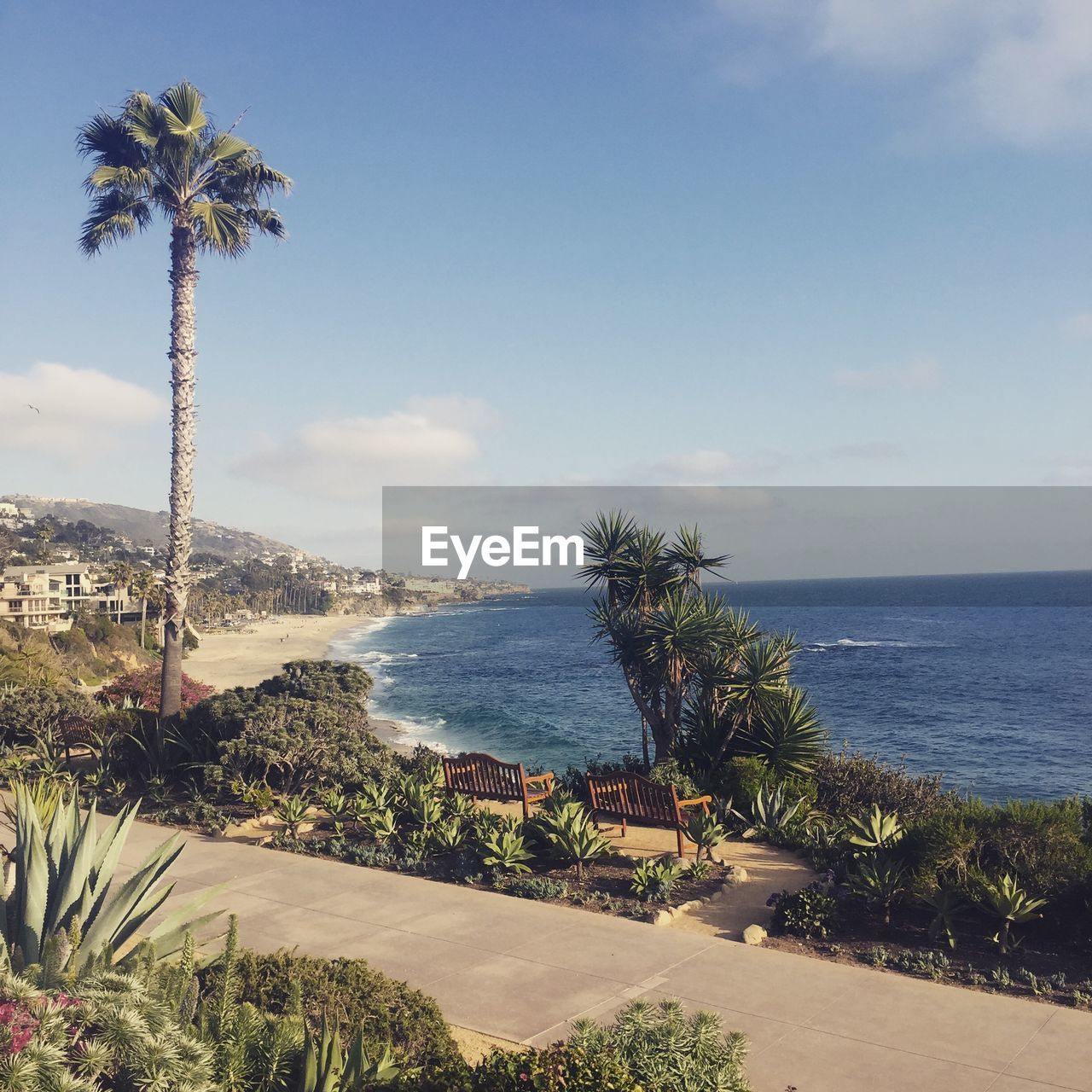 Benches under palm trees by sea