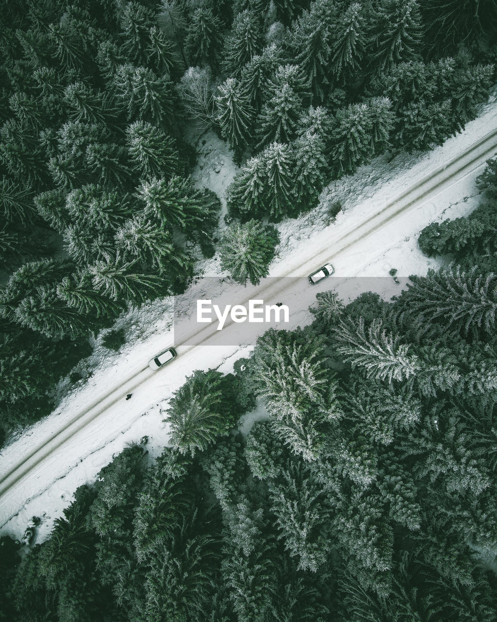 High angle view of street and pine trees during winter