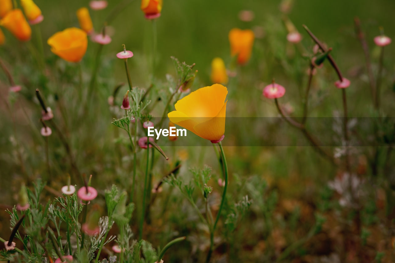 Close-up of yellow flowering plant on field