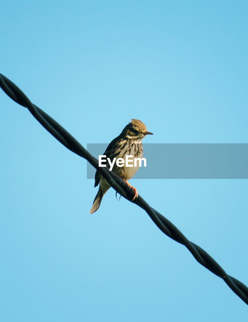 LOW ANGLE VIEW OF BIRD PERCHING ON TWIG AGAINST CLEAR SKY