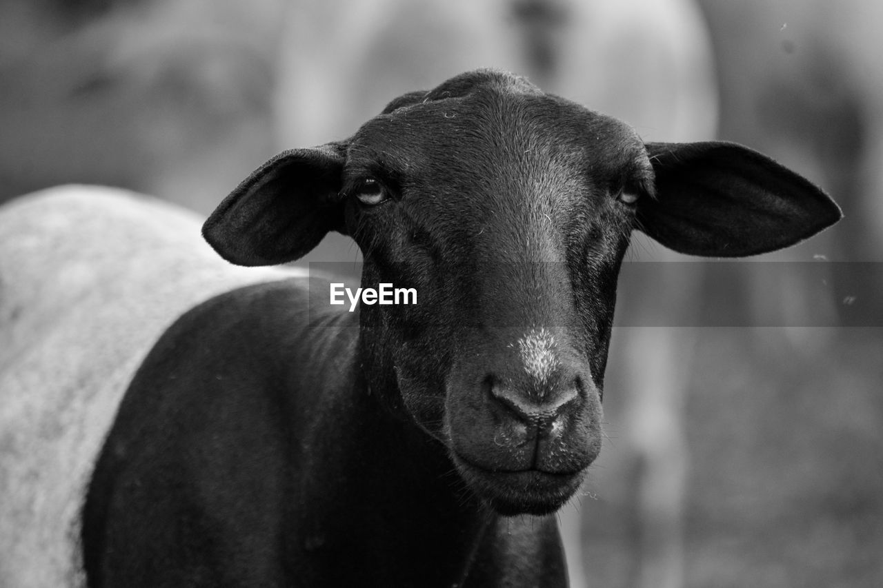 Close-up portrait of a goat