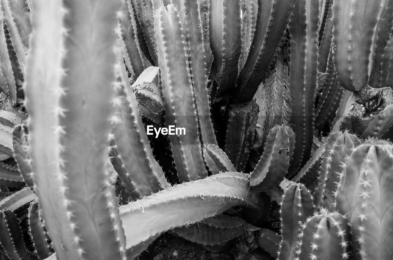 A cactus with many arms growing.