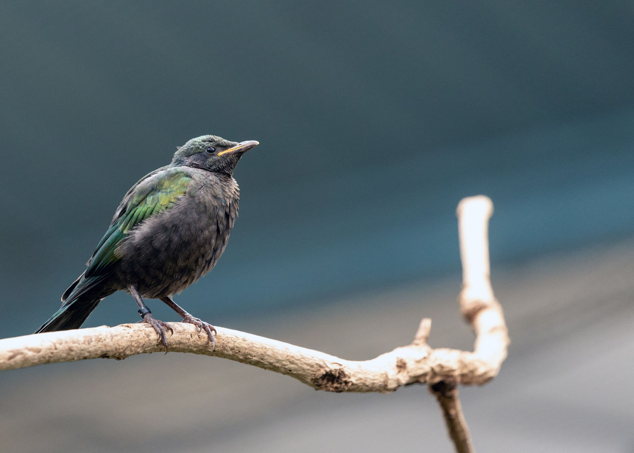 bird, animal themes, animal, animal wildlife, wildlife, perching, one animal, close-up, branch, beak, tree, nature, focus on foreground, full length, no people, songbird, beauty in nature, plant, outdoors, day, environment, side view, selective focus, colored background, wing