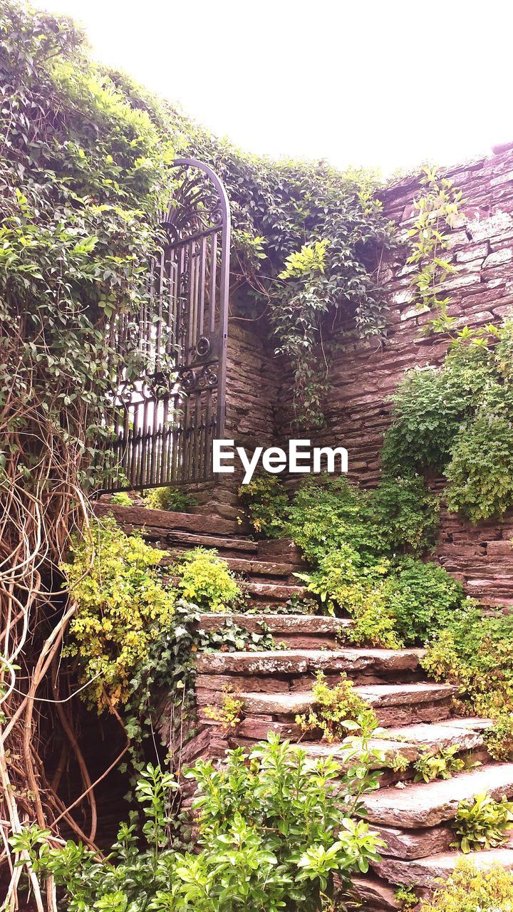 PLANTS GROWING ON WALL