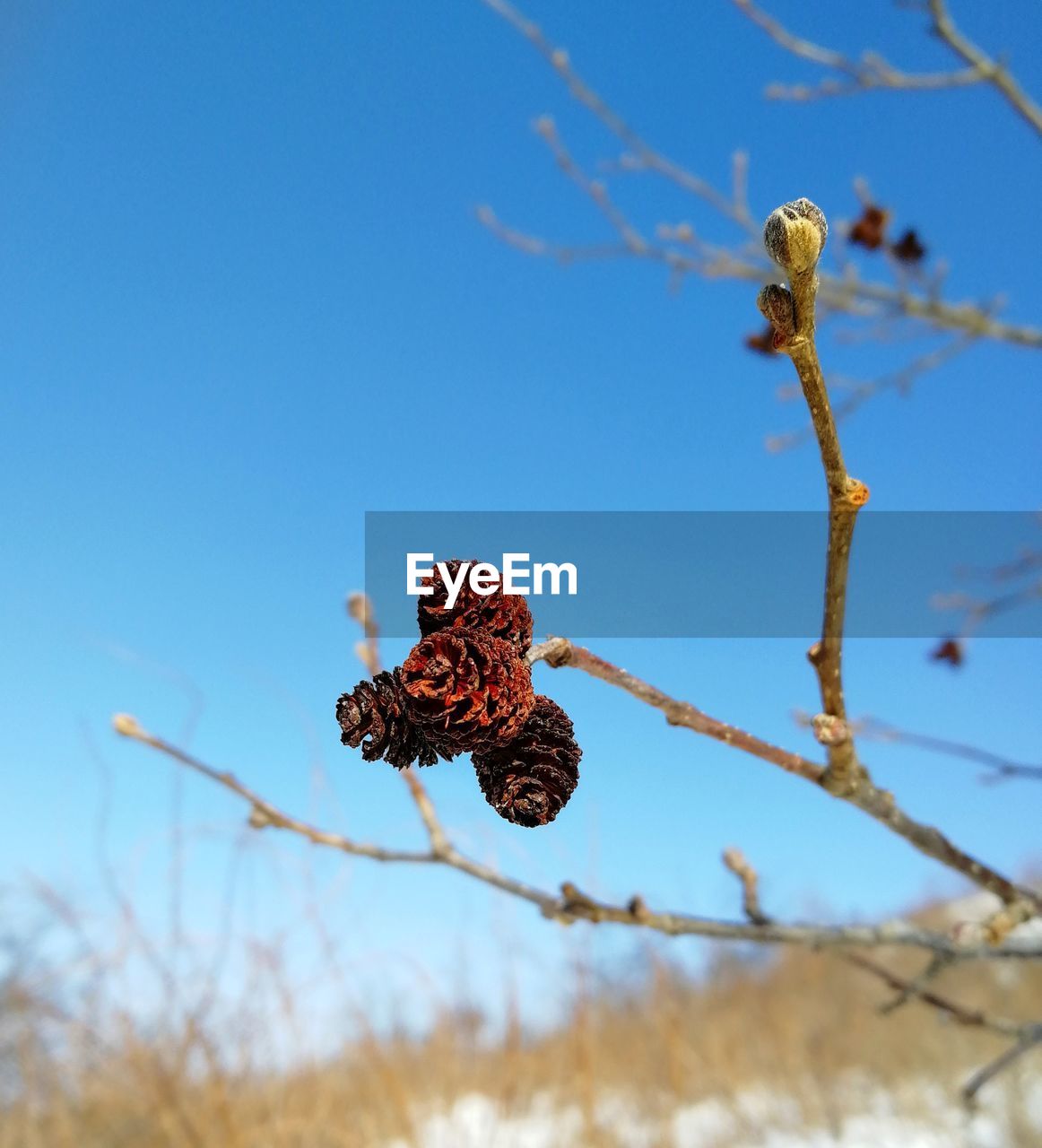 LOW ANGLE VIEW OF DRIED PLANT ON BRANCH