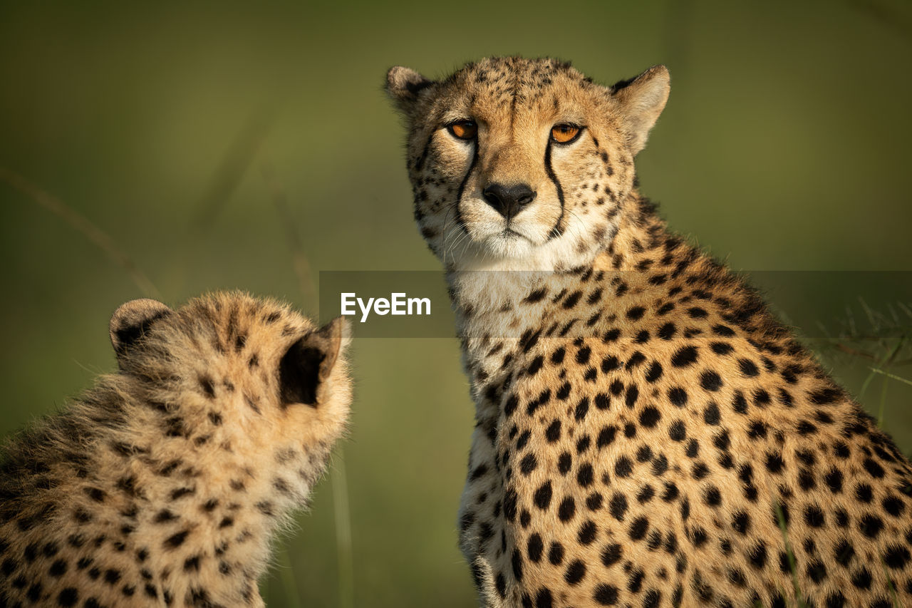 Close-up of cheetah eyeing camera with cub