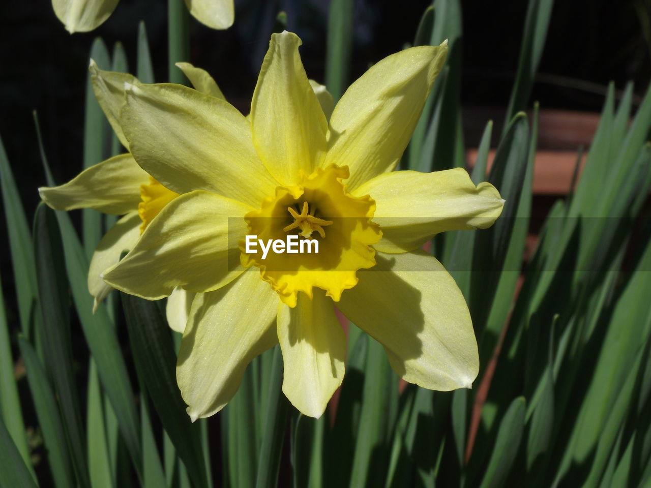 Close-up of yellow flowers