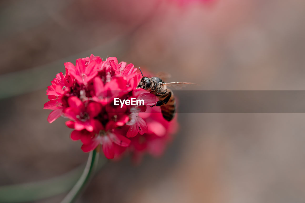flower, flowering plant, beauty in nature, animal themes, plant, animal wildlife, freshness, animal, insect, fragility, petal, close-up, macro photography, wildlife, pink, one animal, flower head, blossom, nature, red, bee, pollination, no people, focus on foreground, inflorescence, growth, pollen, outdoors, day, springtime, selective focus, macro