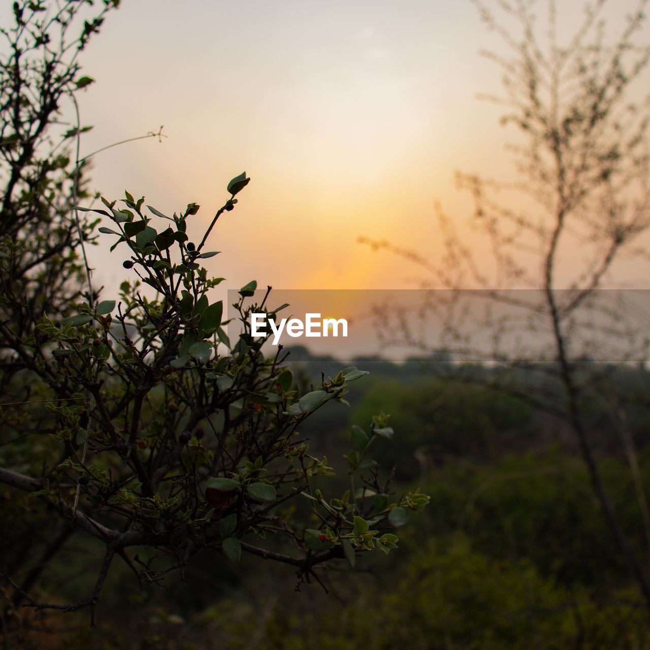 CLOSE-UP OF SILHOUETTE PLANTS AGAINST SUNSET SKY