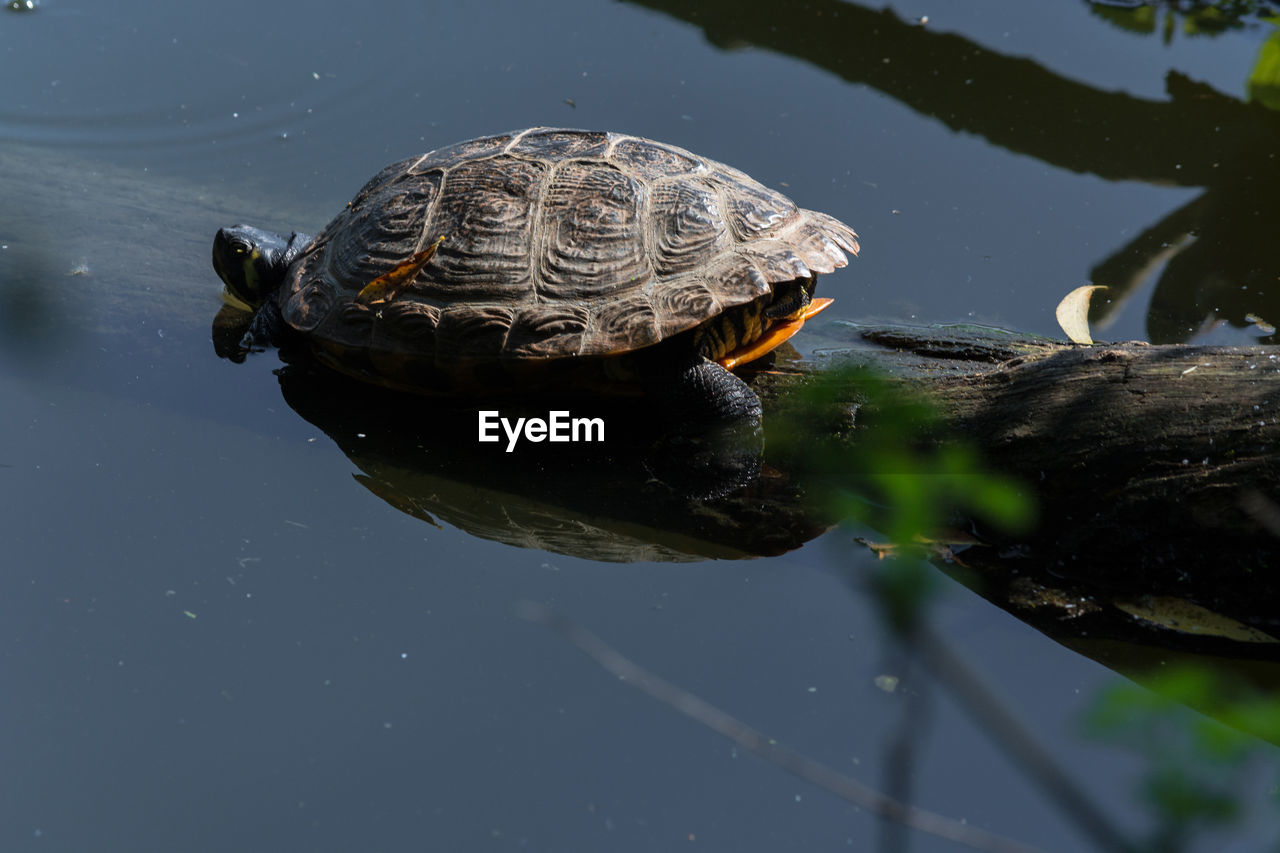 HIGH ANGLE VIEW OF A TURTLE IN WATER