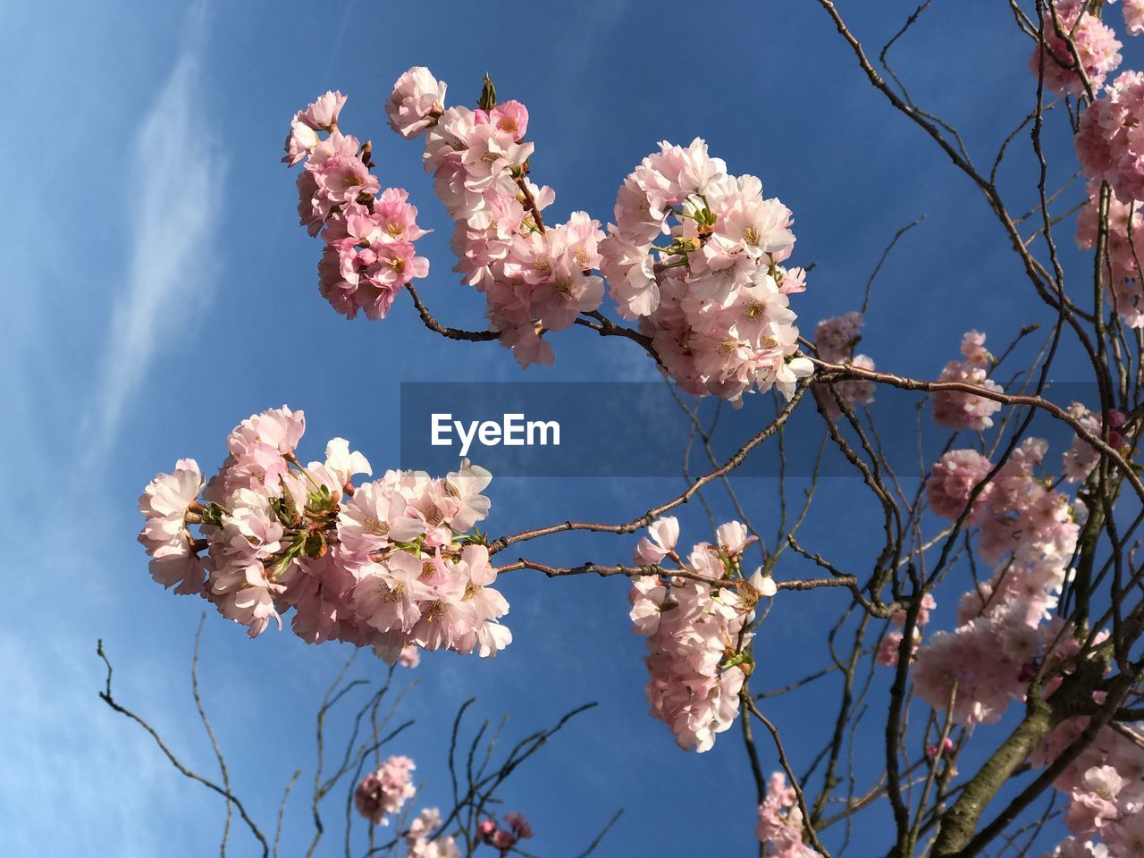 CLOSE-UP OF CHERRY BLOSSOMS AGAINST SKY