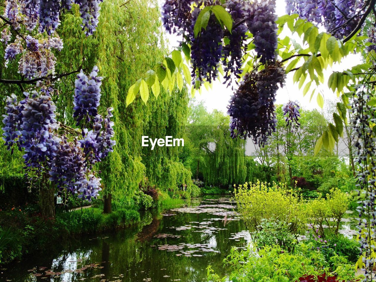 TREES GROWING IN WATER