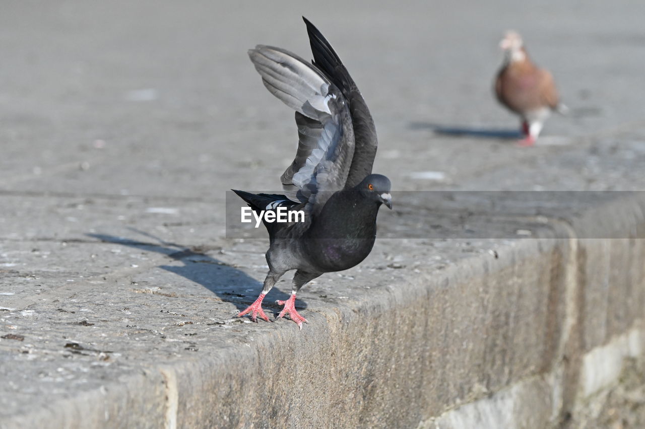 animal, bird, animal themes, animal wildlife, wildlife, flying, group of animals, nature, day, no people, spread wings, pigeon, wing, outdoors, animal body part, beak, water bird