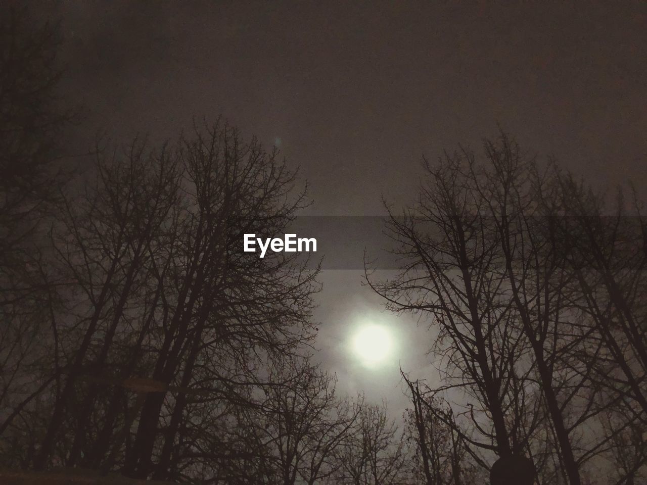 LOW ANGLE VIEW OF BARE TREES AGAINST MOON