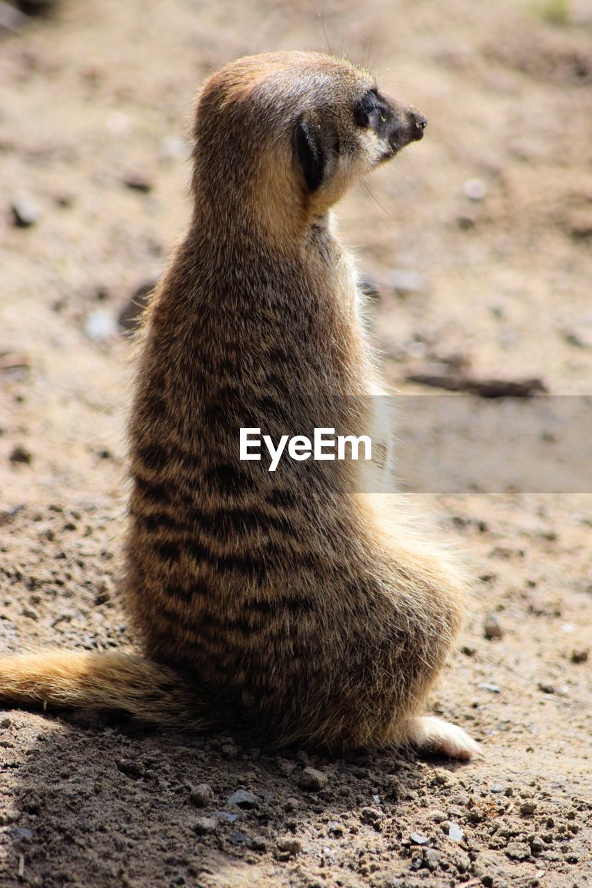 Close-up of meerkats on field