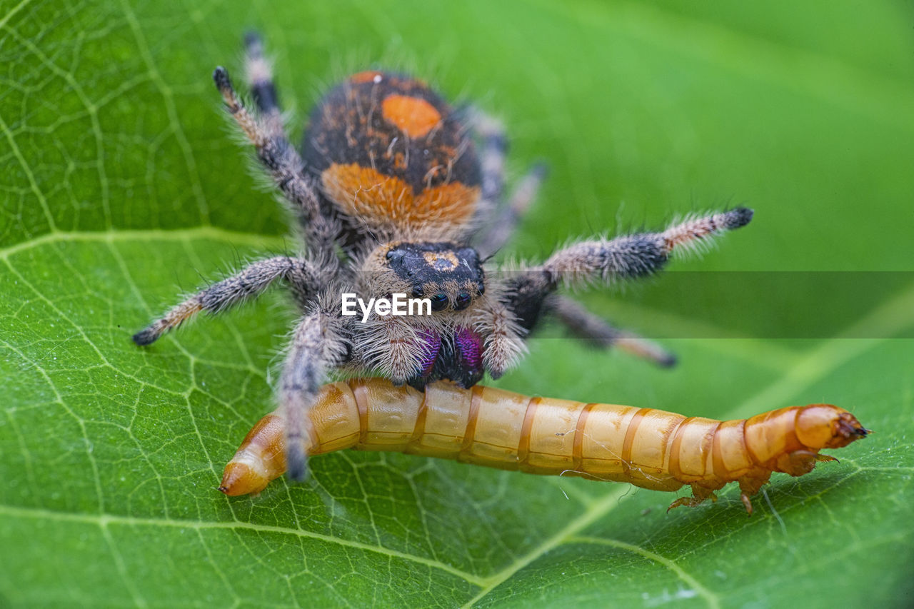 Close-up of spider and insect on leaf