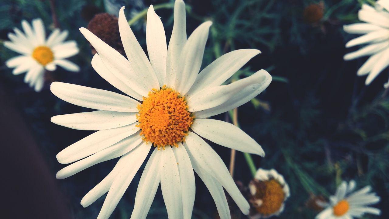 CLOSE-UP OF FLOWER IN BLOOM