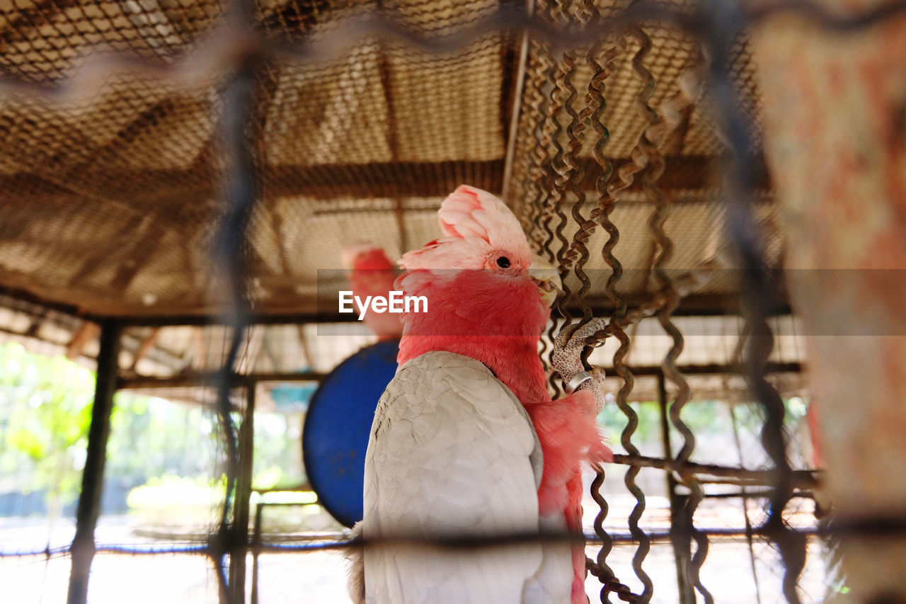 CLOSE-UP OF A PARROT