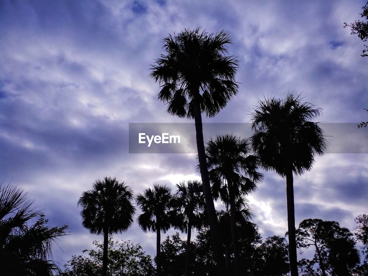 LOW ANGLE VIEW OF PALM TREES AGAINST SKY