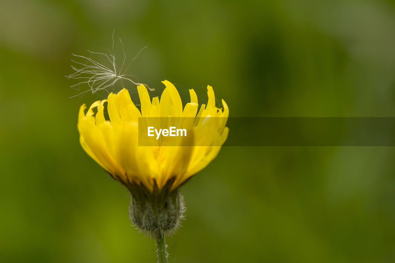 Close-up of yellow flower