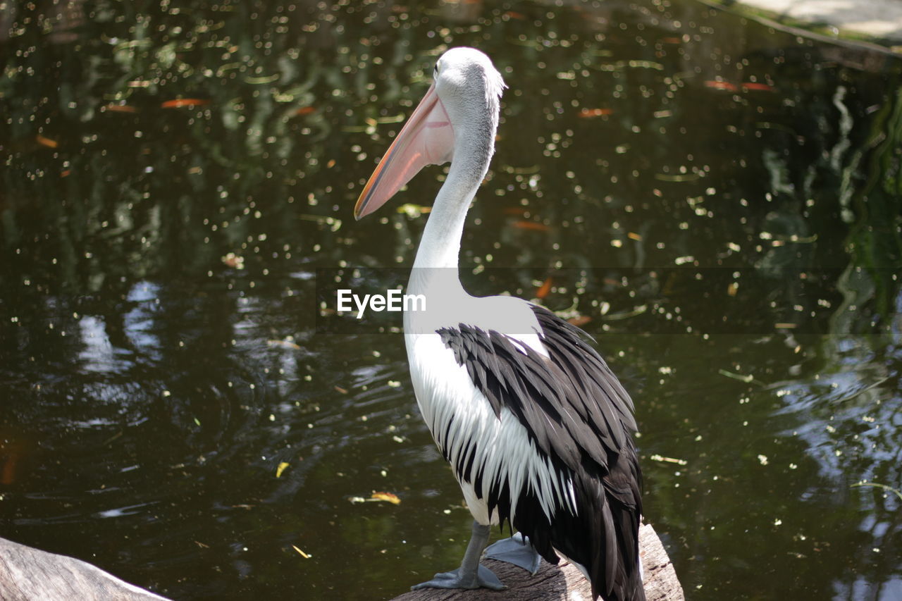 VIEW OF PELICAN ON LAKE