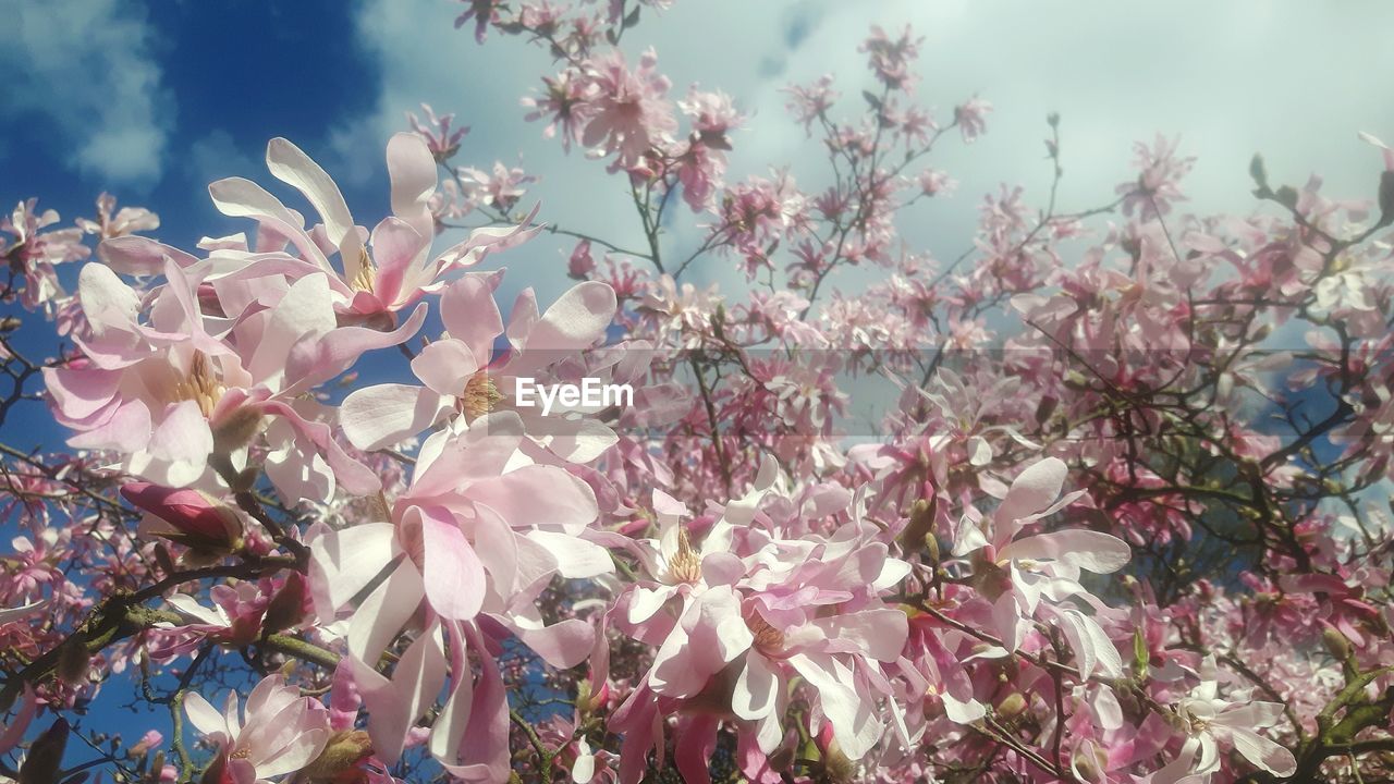 LOW ANGLE VIEW OF PINK FLOWERS ON TREE