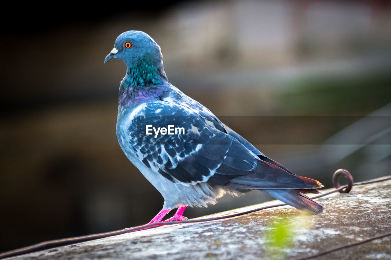 CLOSE-UP OF PIGEON PERCHING ON RAILING