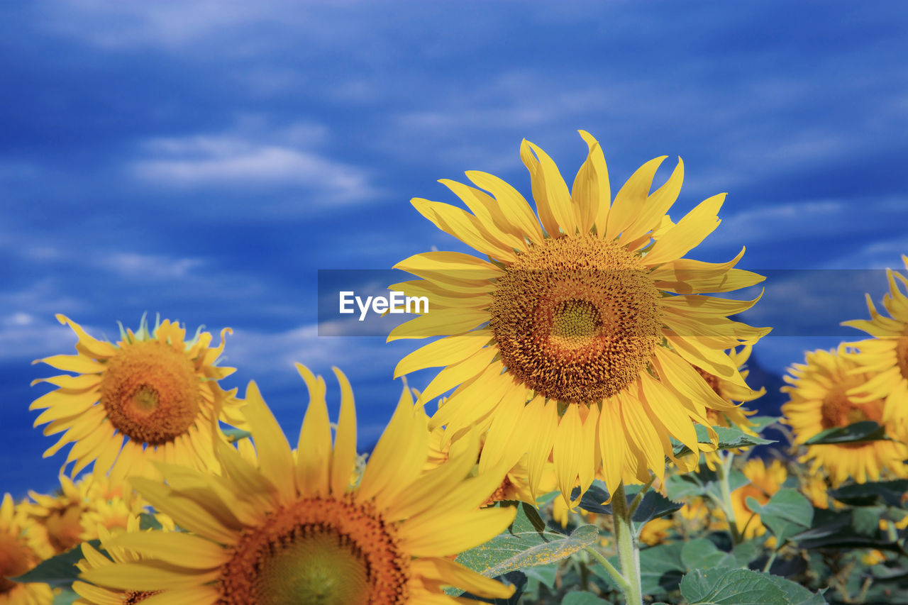 Close-up of yellow sunflower against sky