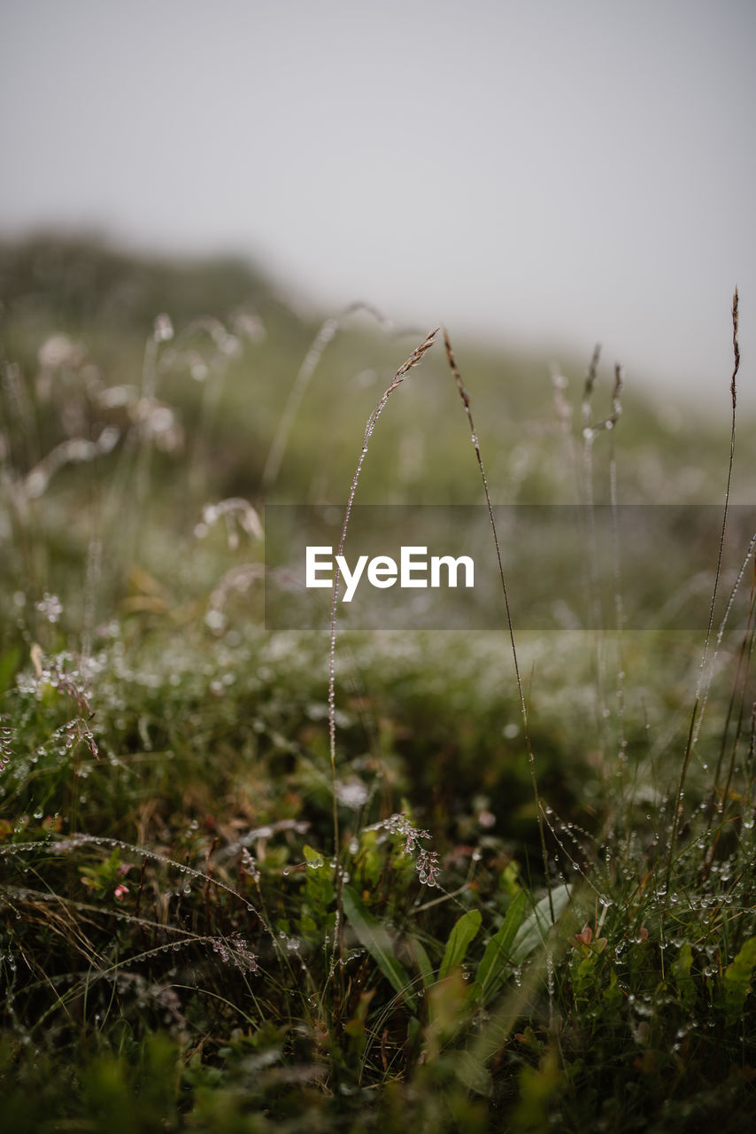 CLOSE-UP OF WET GRASS ON FIELD AGAINST SKY