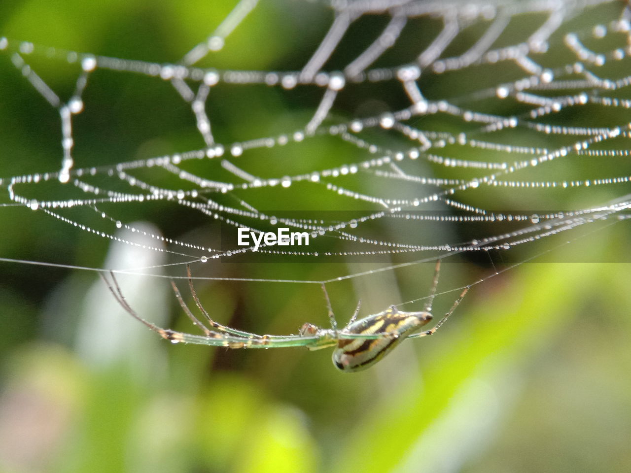 Close-up of spider on web