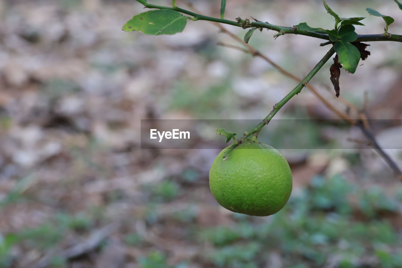 fruit, green, food, food and drink, healthy eating, plant, tree, produce, freshness, flower, focus on foreground, nature, branch, leaf, no people, growth, plant part, wellbeing, hanging, agriculture, outdoors, close-up, fruit tree, day, lemon tree, citrus fruit, lemon