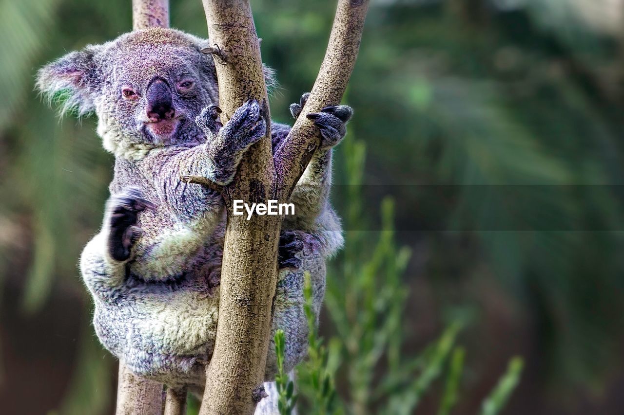 Portrait of koala climbing tree