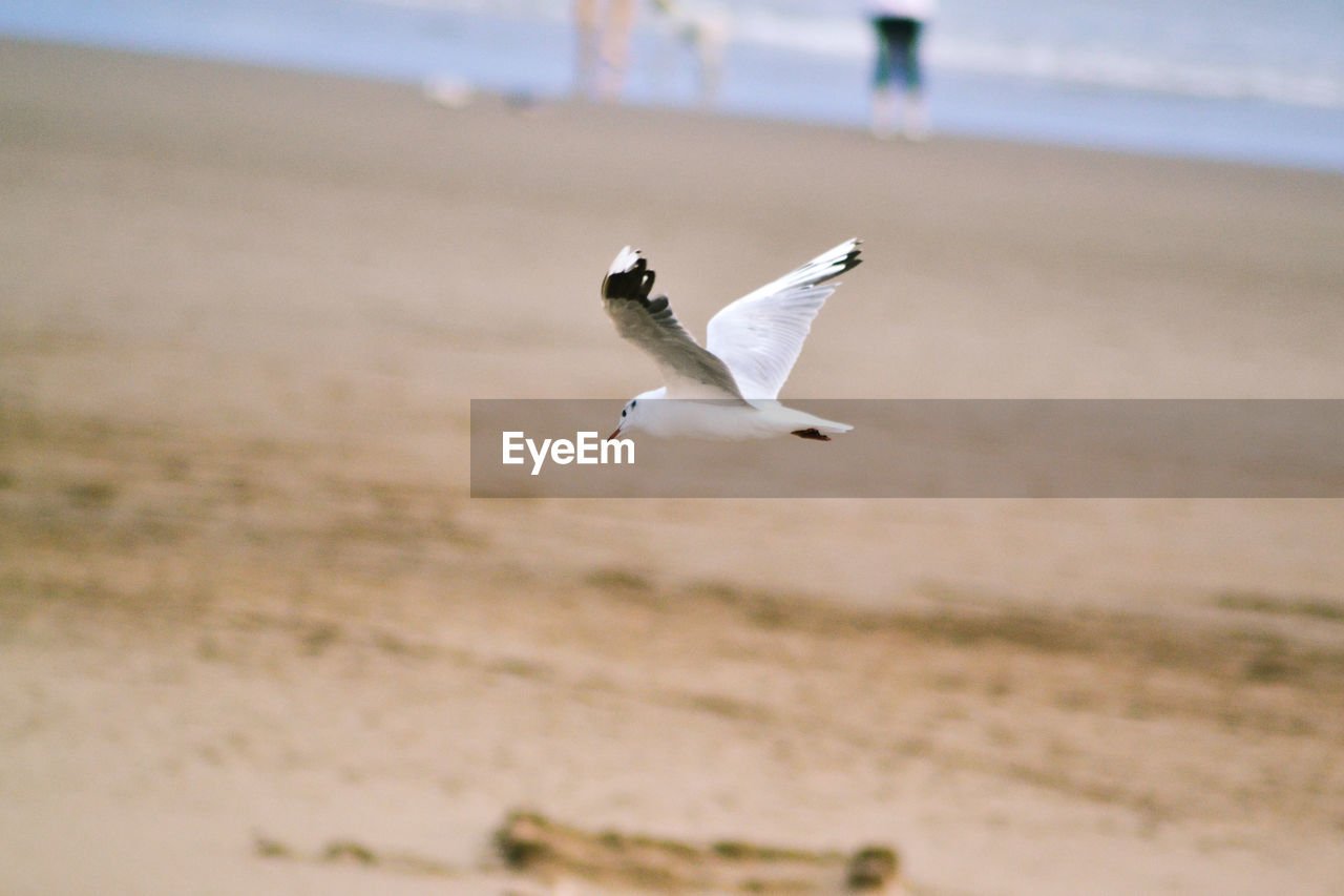 Seagull flying above the sea