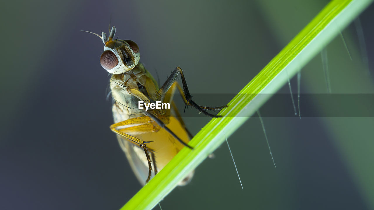 Close-up of fly nymph on leaf