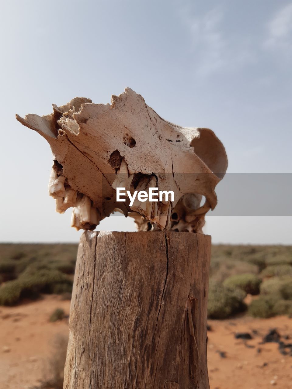 CLOSE-UP OF ANIMAL SKULL ON WOODEN POST