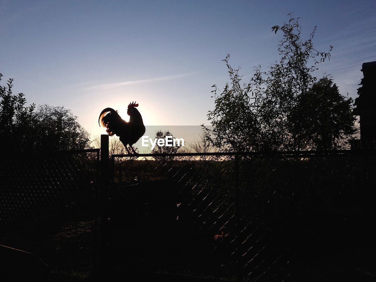 SILHOUETTE MEN ON TREE AGAINST SKY