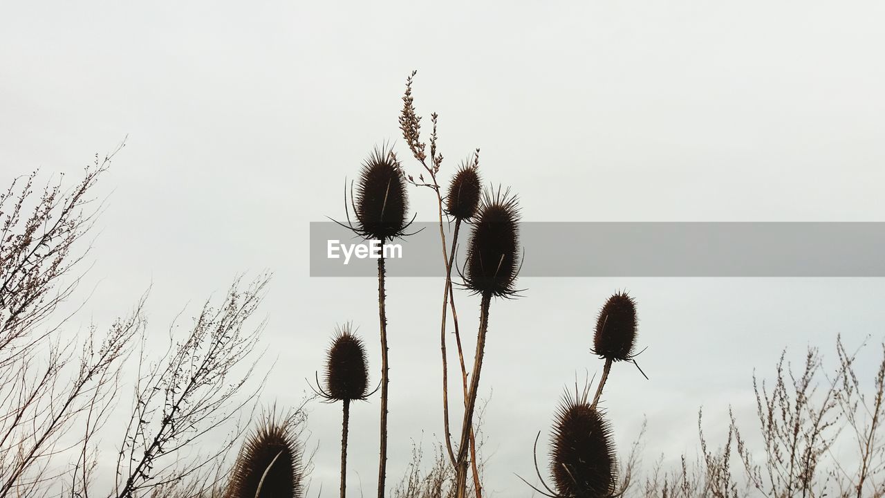 CLOSE-UP OF THISTLE AGAINST CLEAR SKY