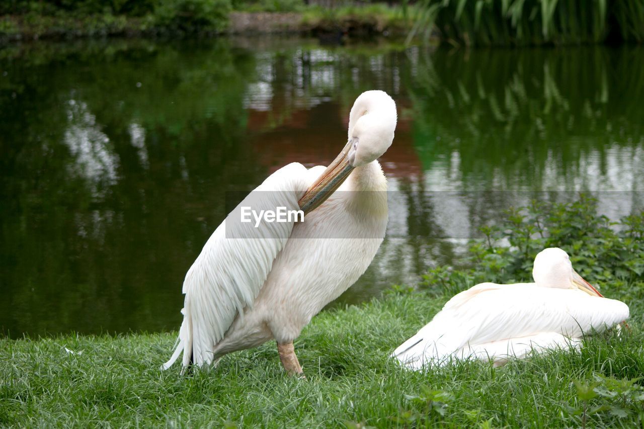 SWAN ON LAKE