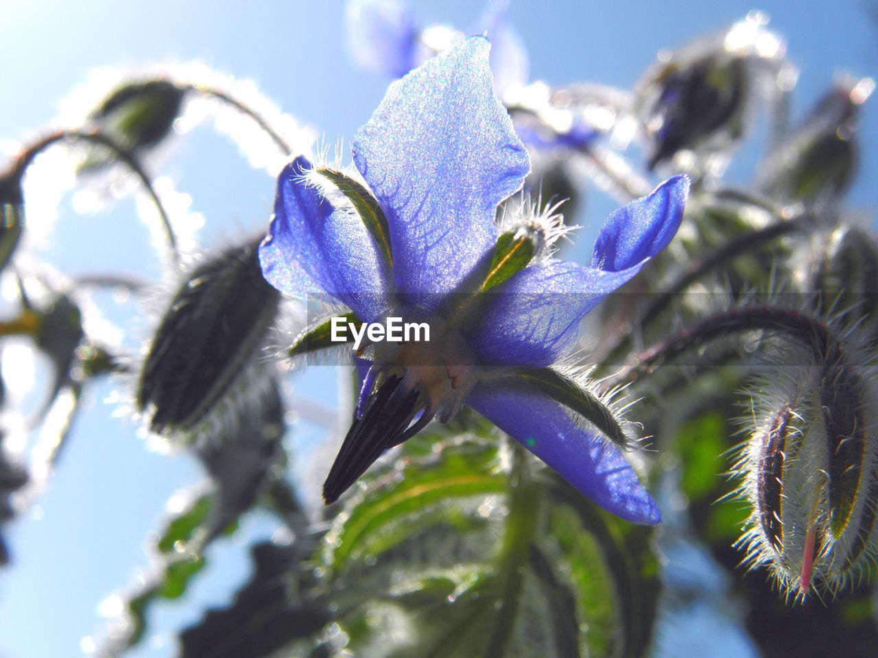 CLOSE-UP OF FLOWER BLOOMING OUTDOORS