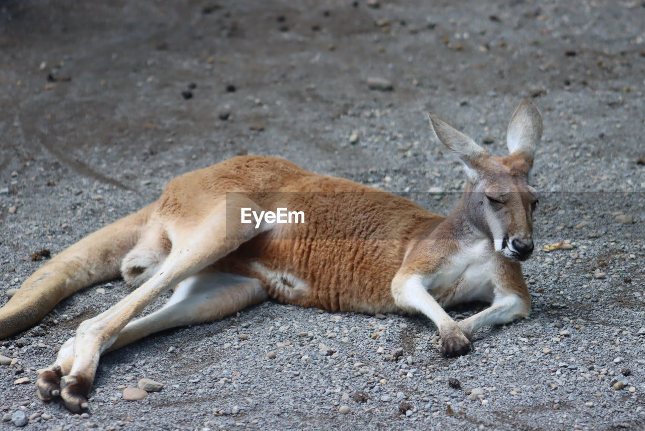 animal, animal themes, mammal, animal wildlife, one animal, wildlife, relaxation, lying down, no people, resting, full length, nature, day, land, kangaroo, outdoors, side view