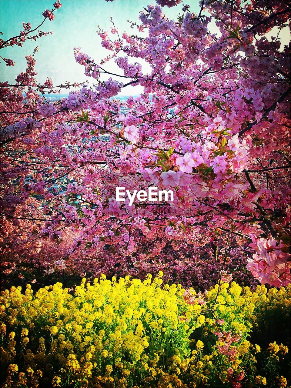 Pink with yellow flowers blooming on field against sky